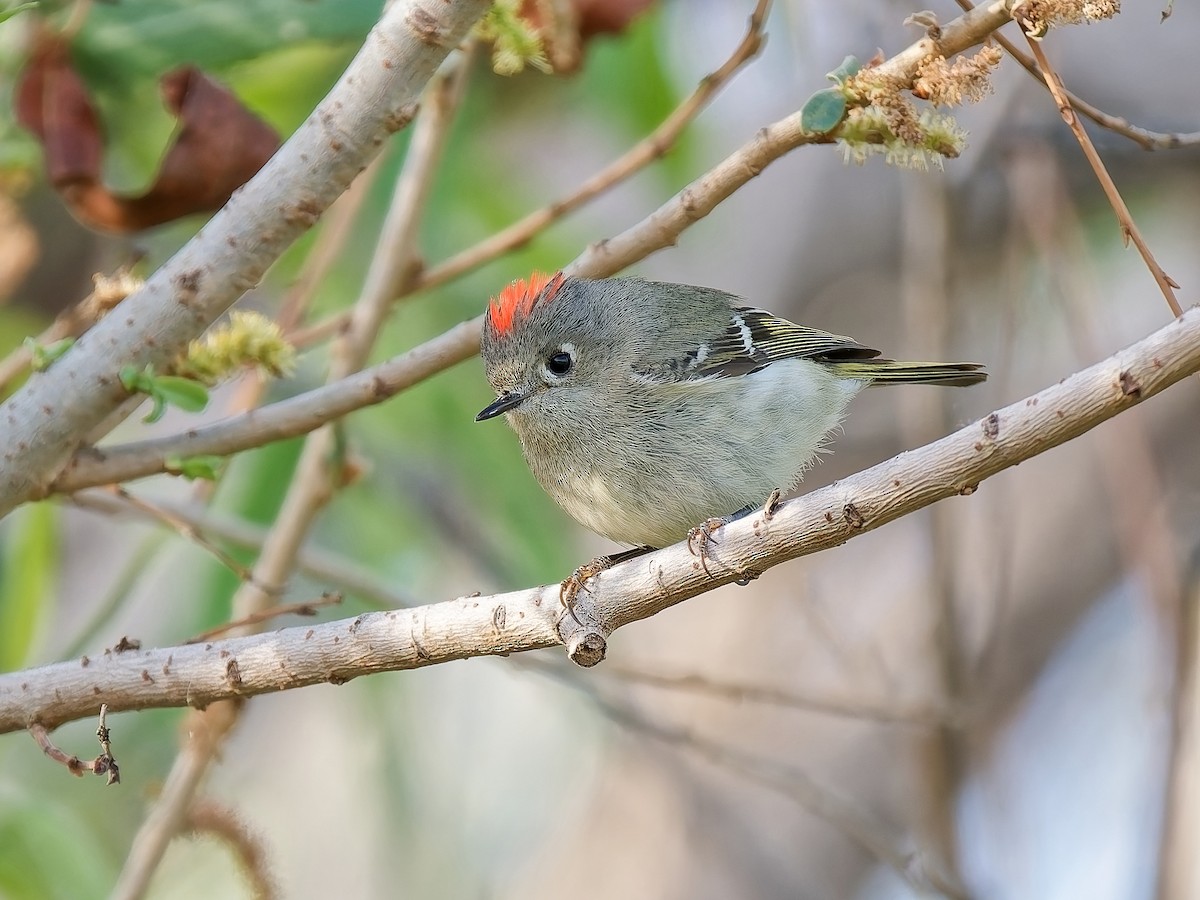 Ruby-crowned Kinglet - ML652330966