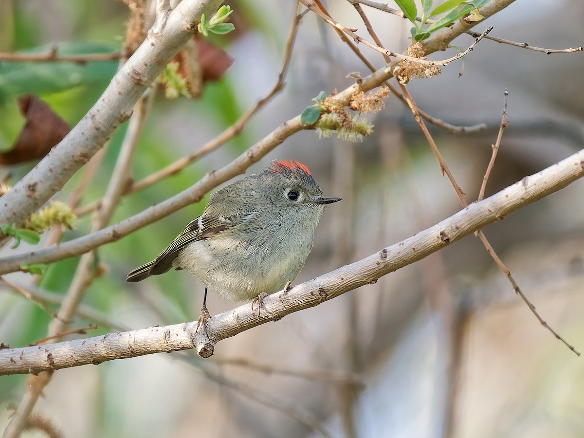 Ruby-crowned Kinglet - ML652330967