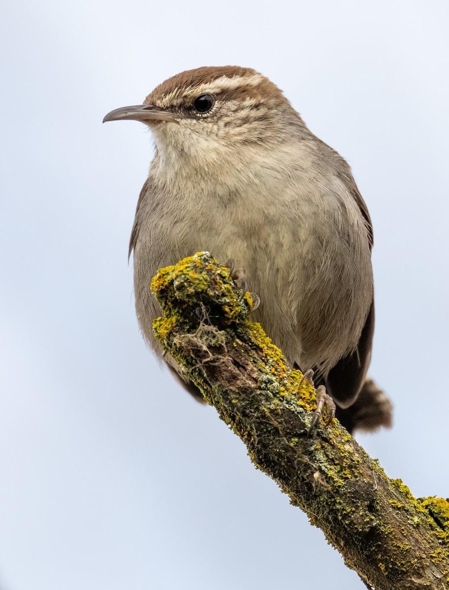 Troglodyte de Bewick - ML652331008