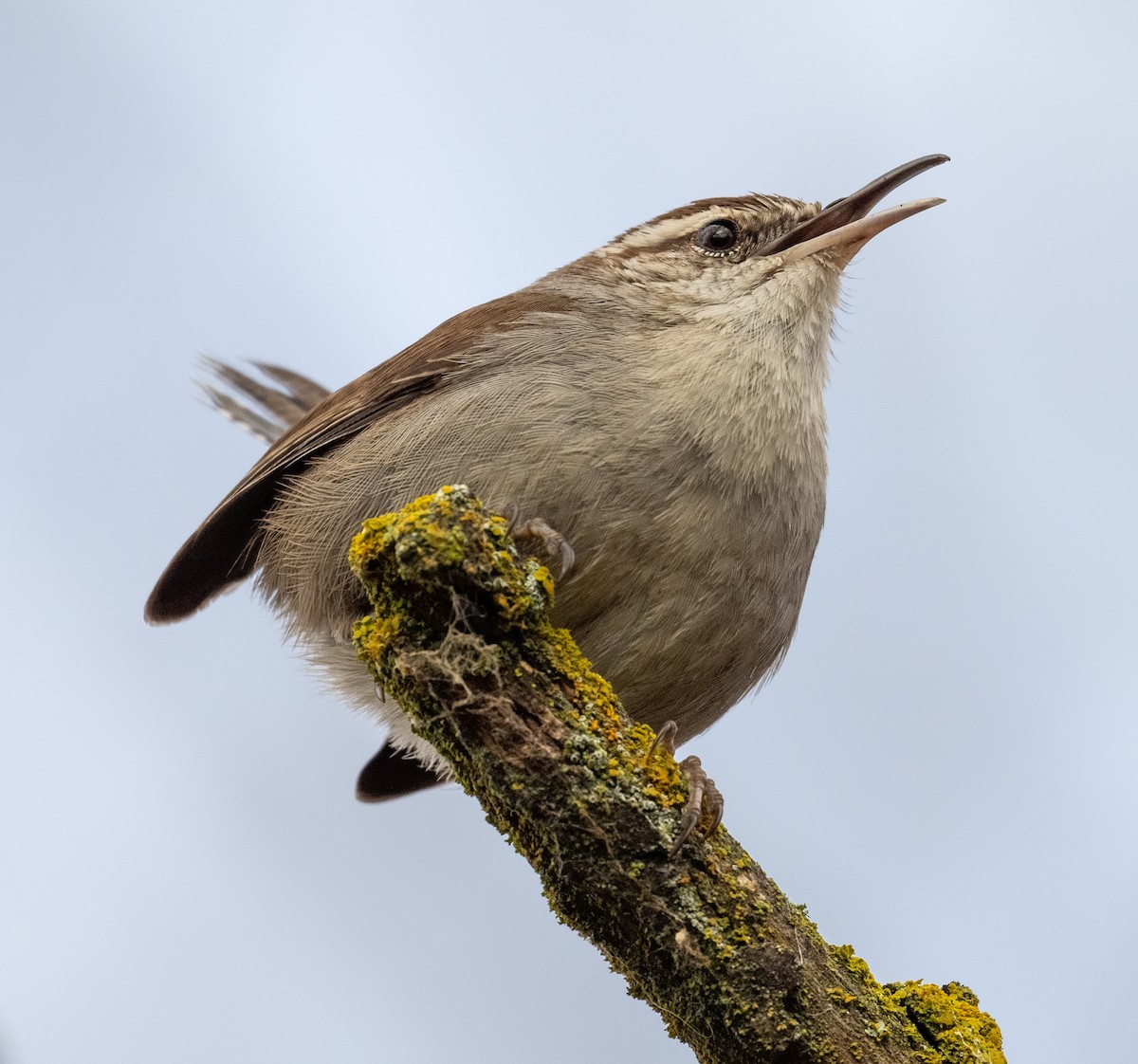 Troglodyte de Bewick - ML652331009