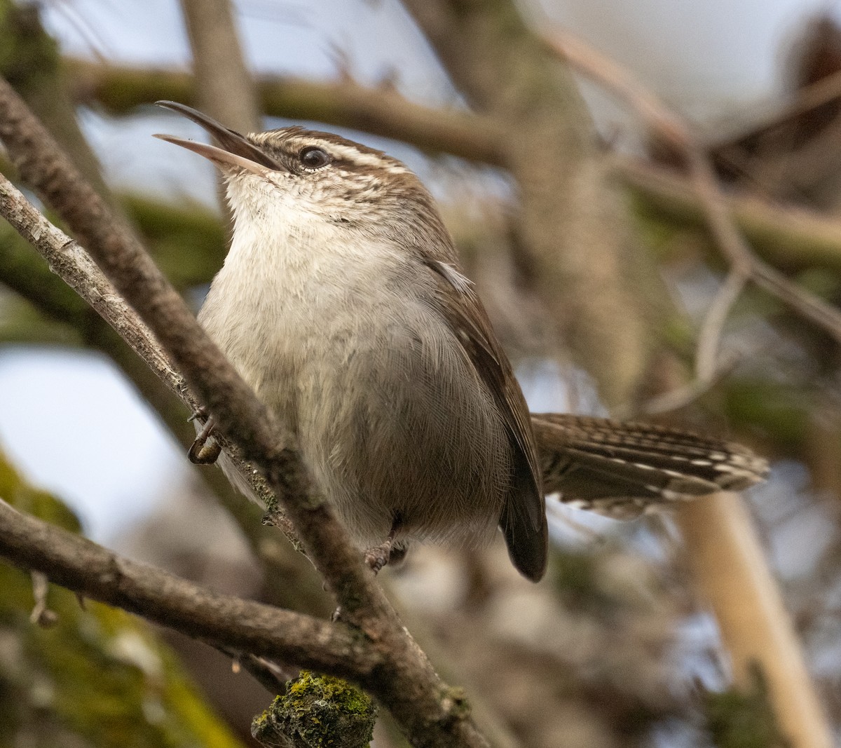 Troglodyte de Bewick - ML652331010