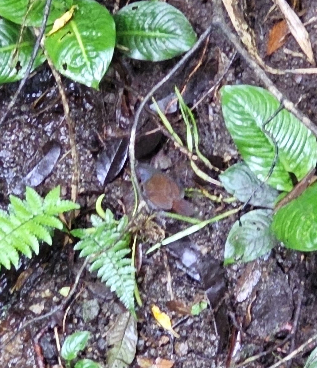 Покривник бурий - ML652331112