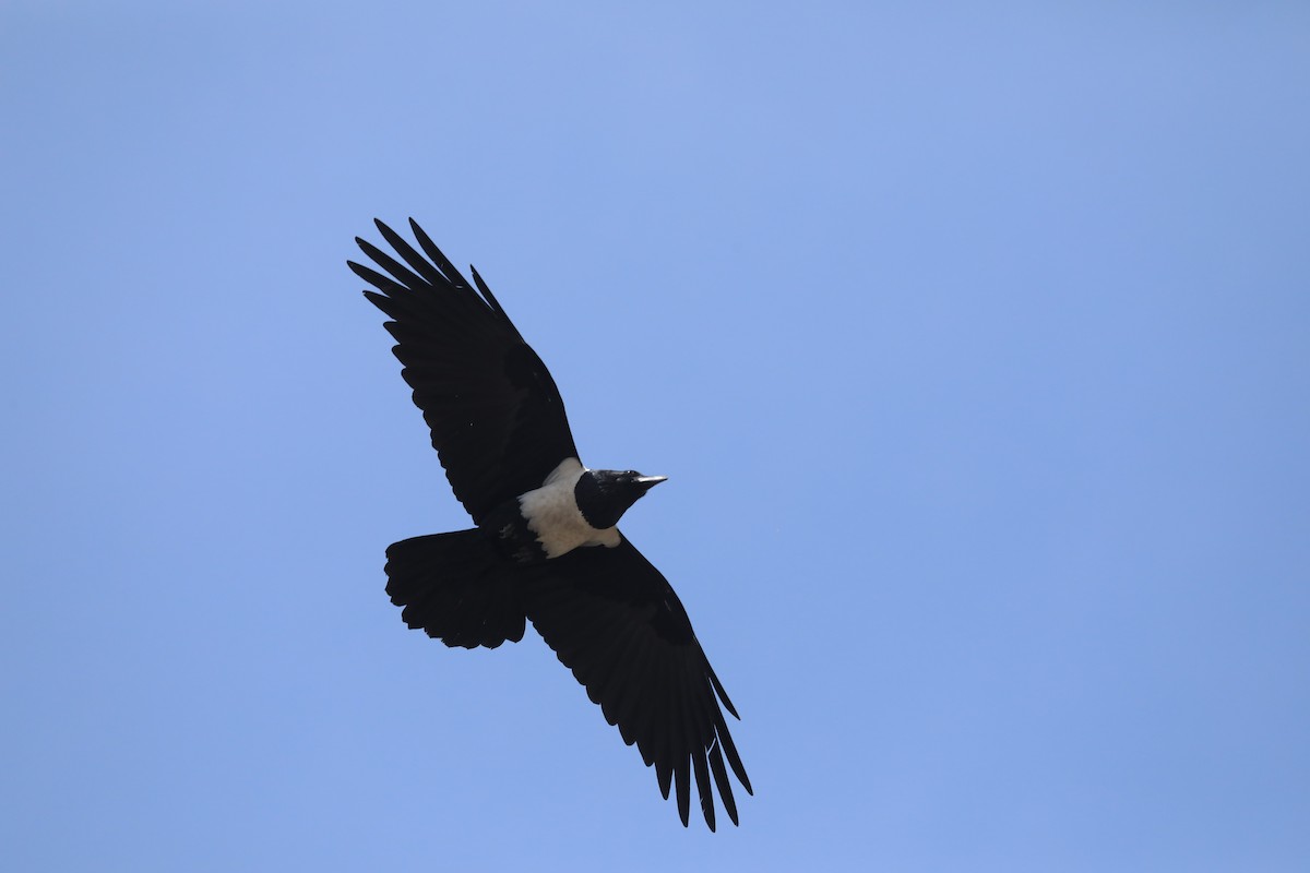 ムナジロガラス - ML652331307