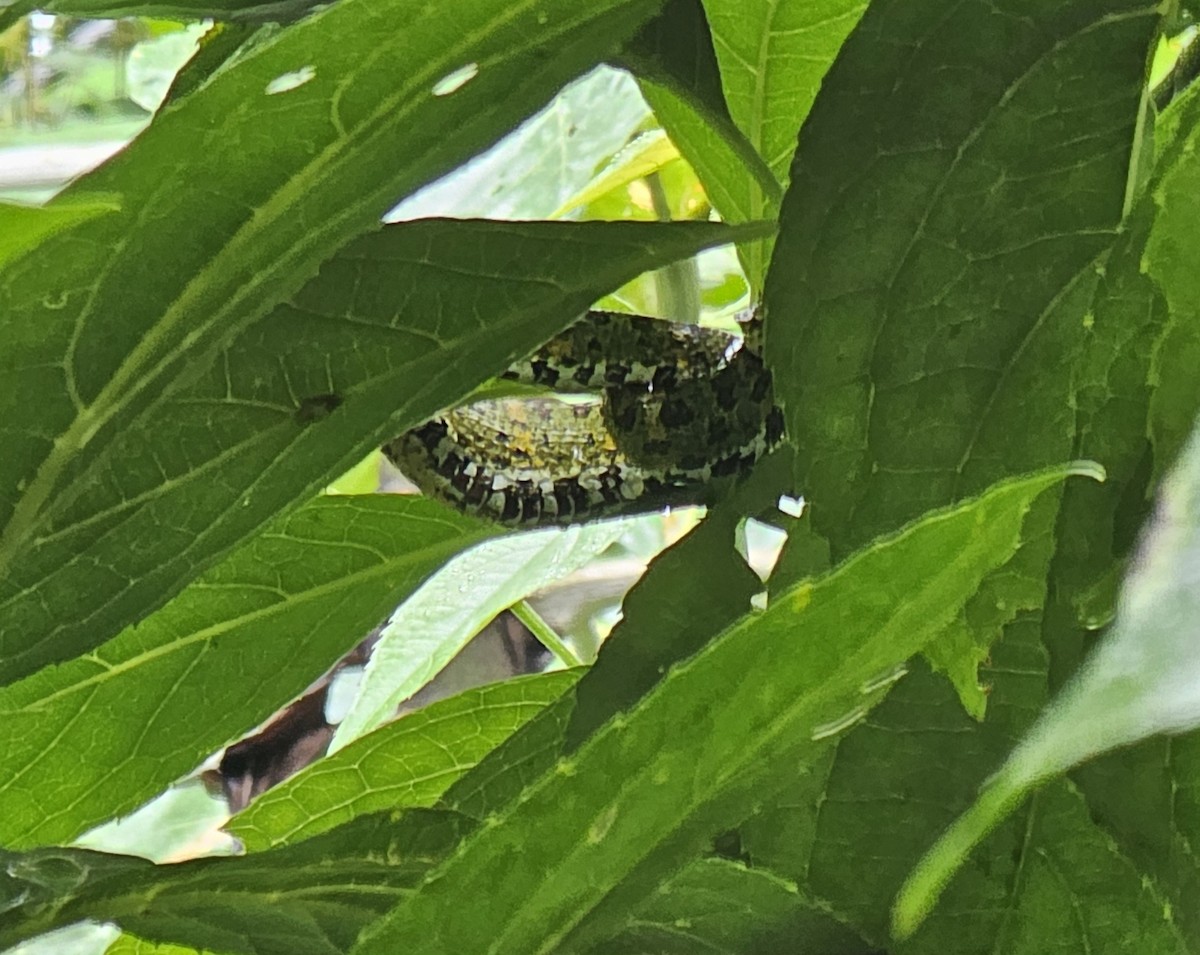 Reptiles - ML652331319