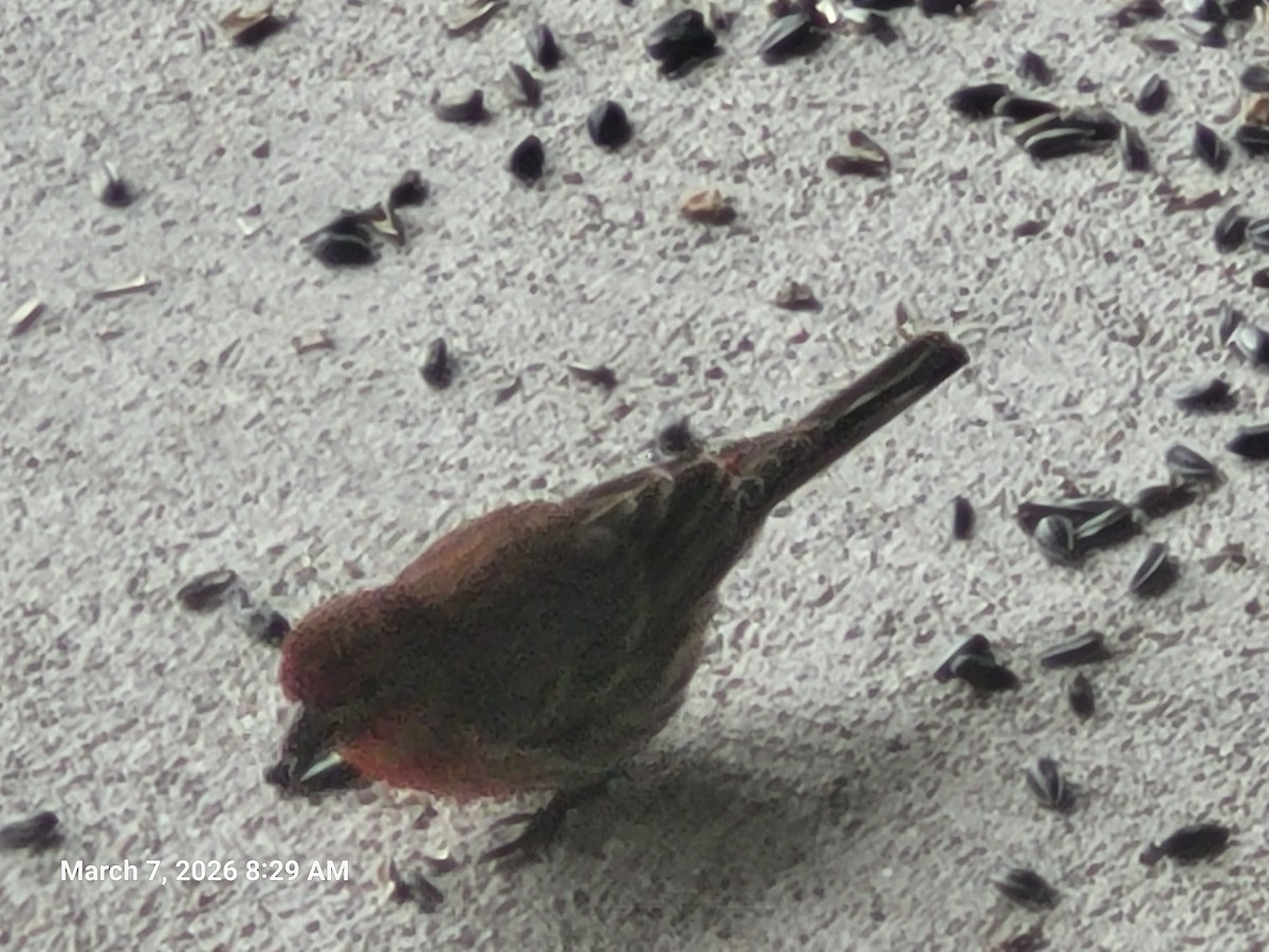 Burugorri arrunta - ML652331366