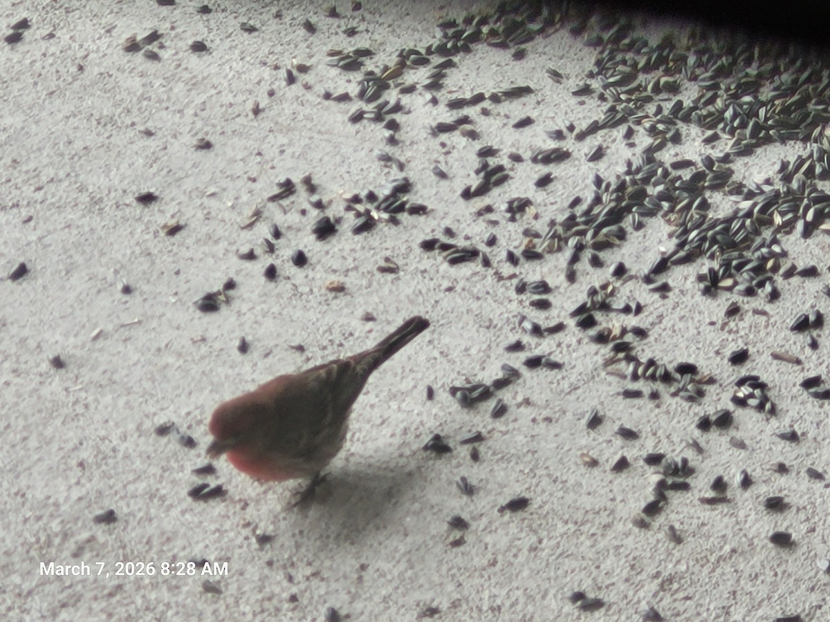 Burugorri arrunta - ML652331367