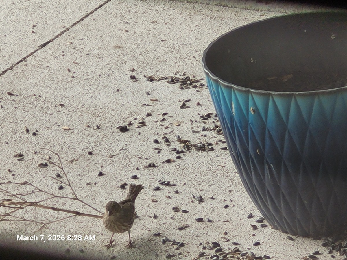 Burugorri arrunta - ML652331369