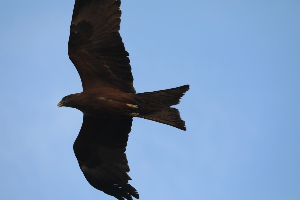 トビ - ML652331424