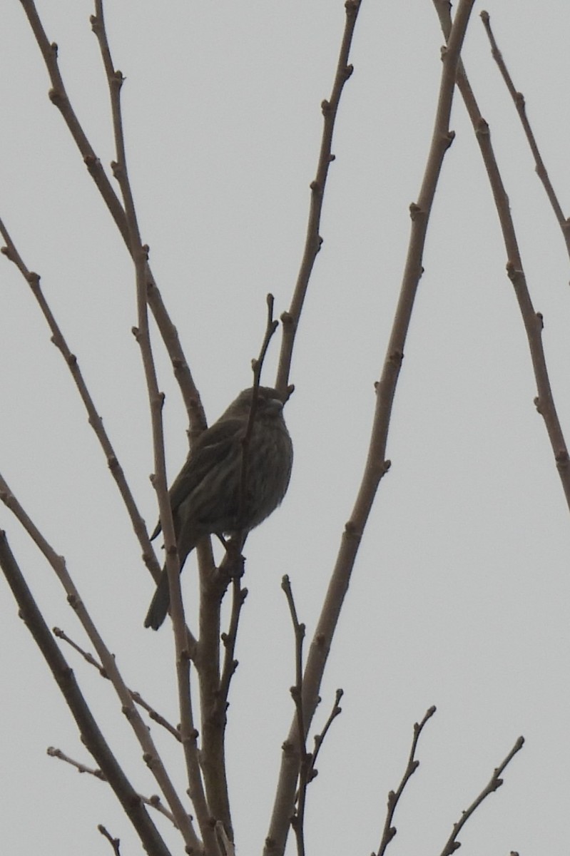 Burugorri arrunta - ML652331698