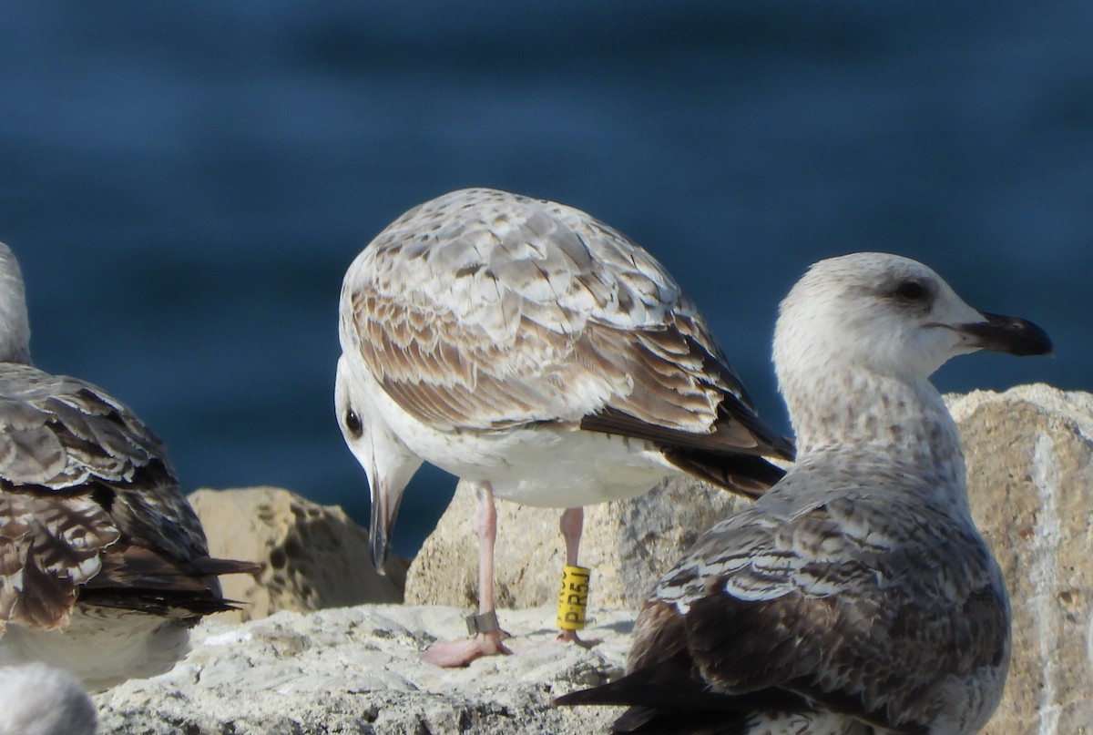 ML652332198 - Caspian Gull - Macaulay Library