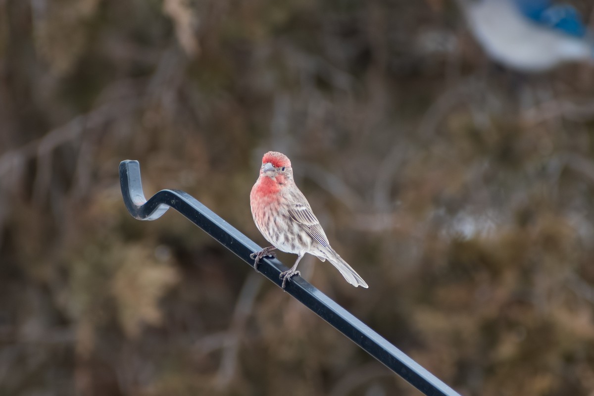 Burugorri arrunta - ML652332286