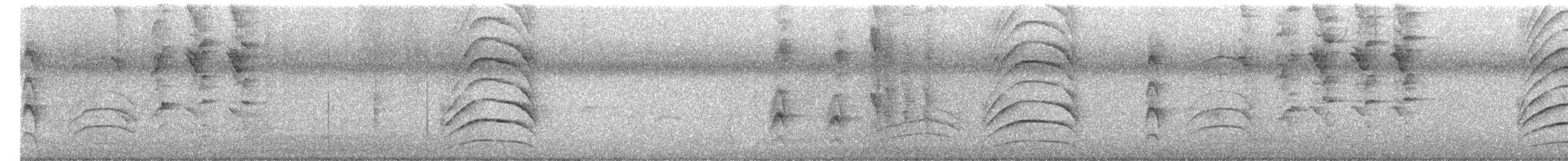 sørgetrupial - ML652332296