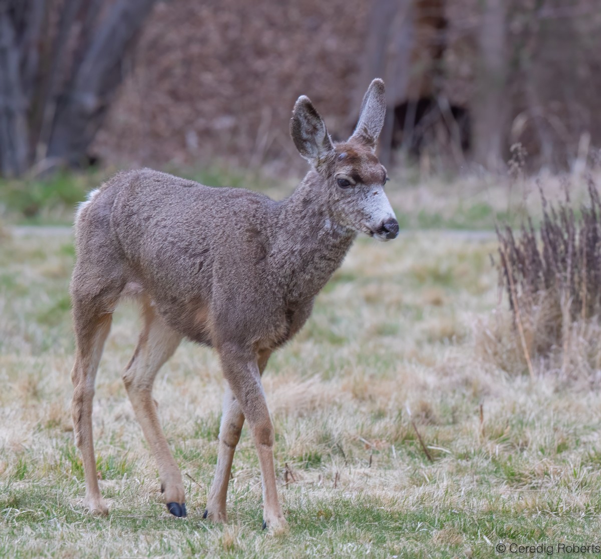 Cerf mulet - ML652332783