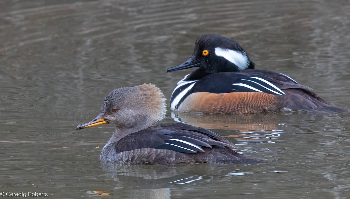 Harle couronné - ML652332858