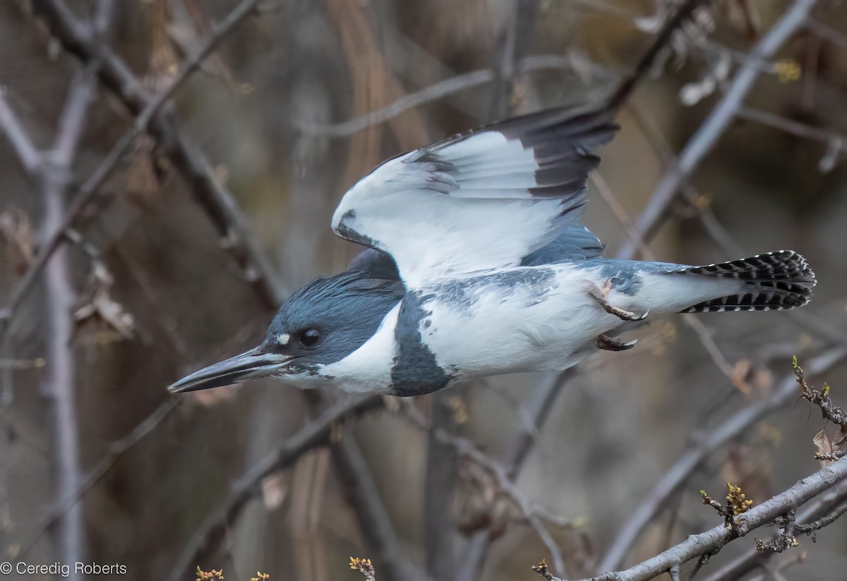 Martin-pêcheur d'Amérique - ML652332876