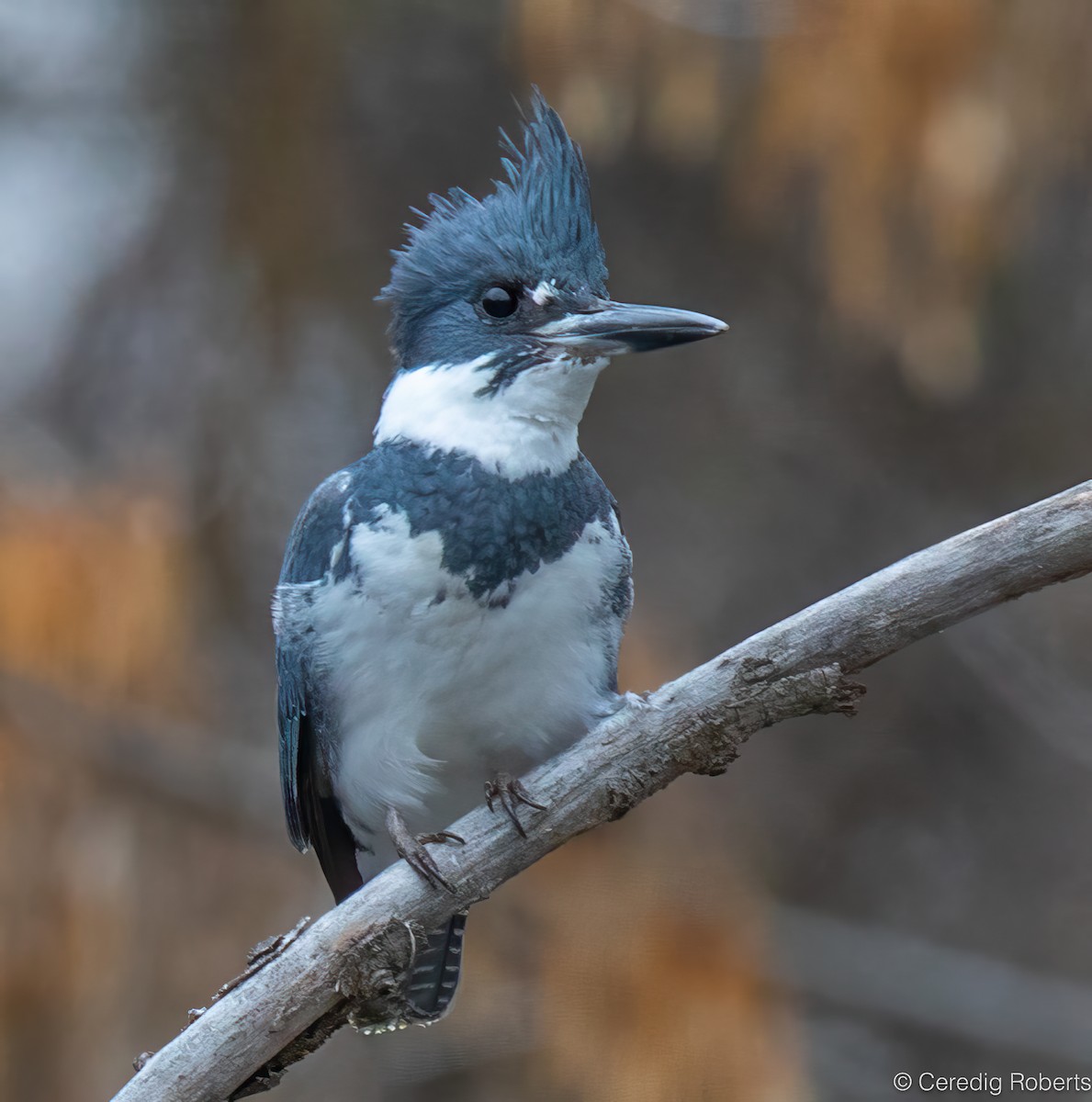 Martin-pêcheur d'Amérique - ML652332877