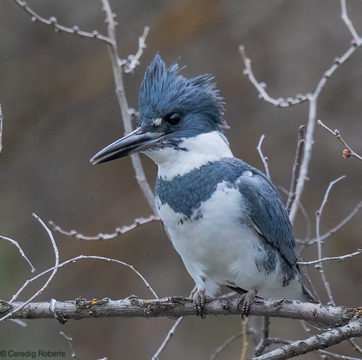 Martin-pêcheur d'Amérique - ML652332878