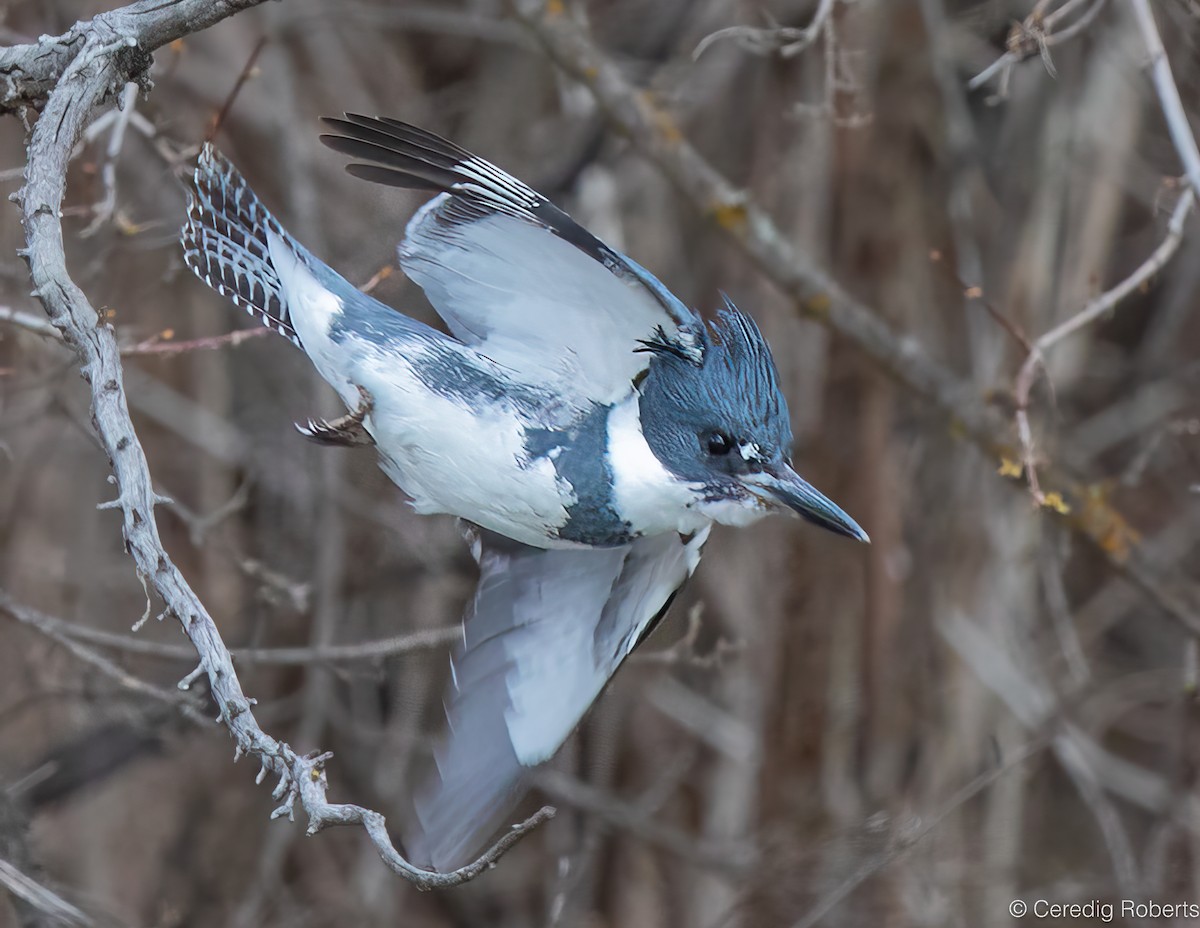 Martin-pêcheur d'Amérique - ML652332881