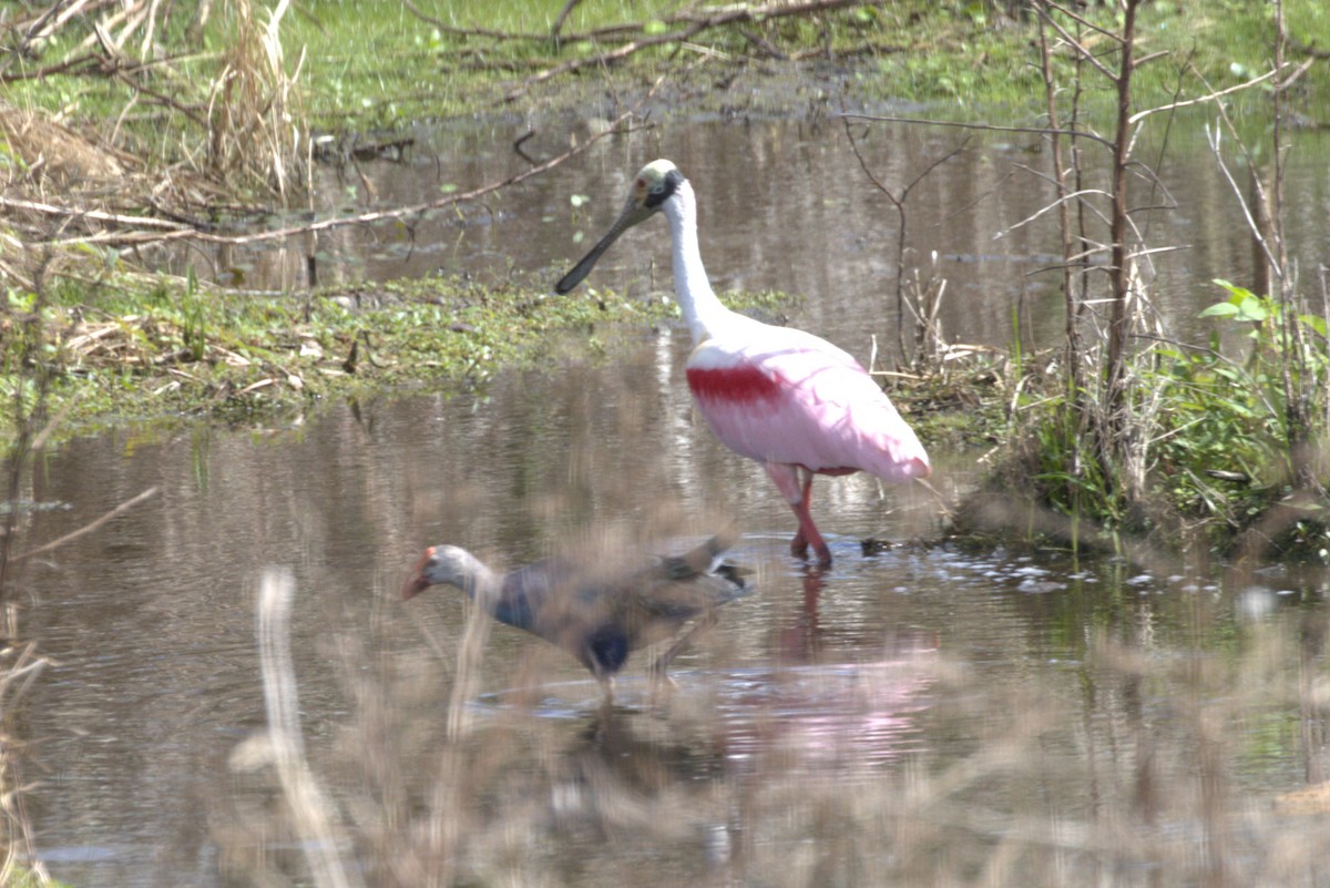 Gray-headed Swamphen - ML652332886