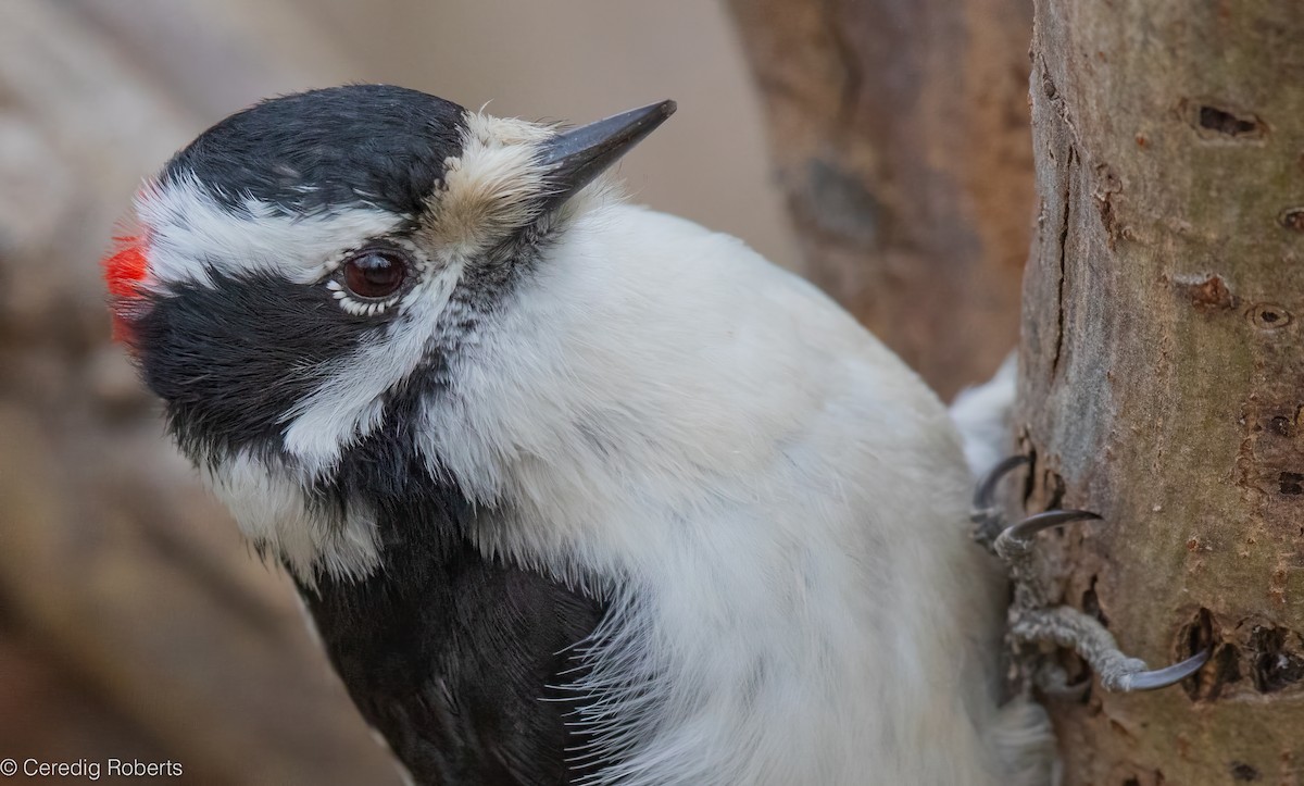 Pic mineur - ML652332898