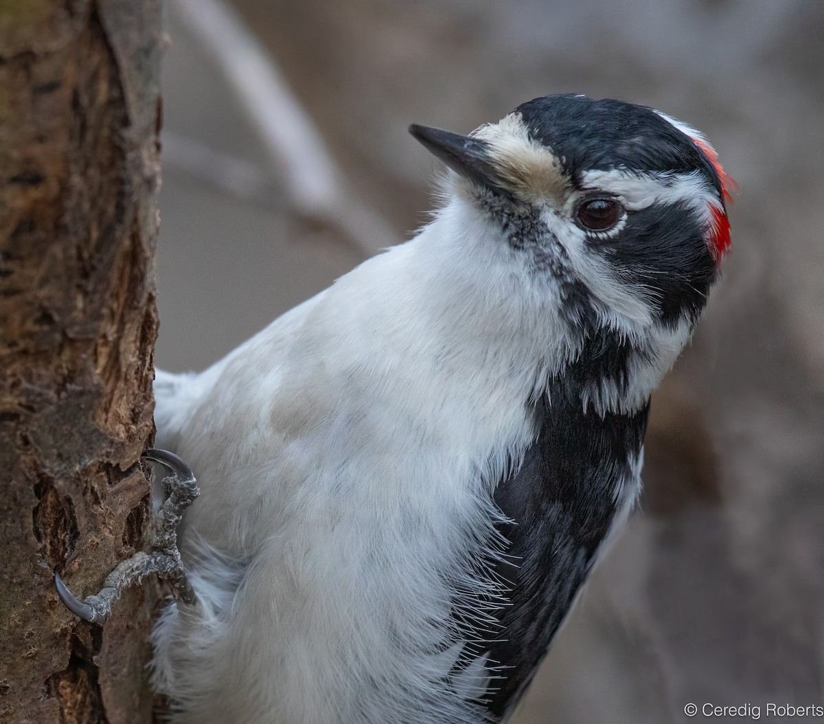 Pic mineur - ML652332899