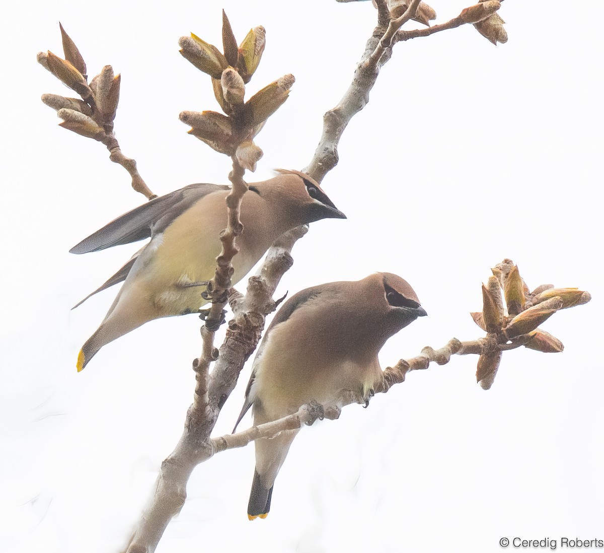 Jaseur d'Amérique - ML652332909