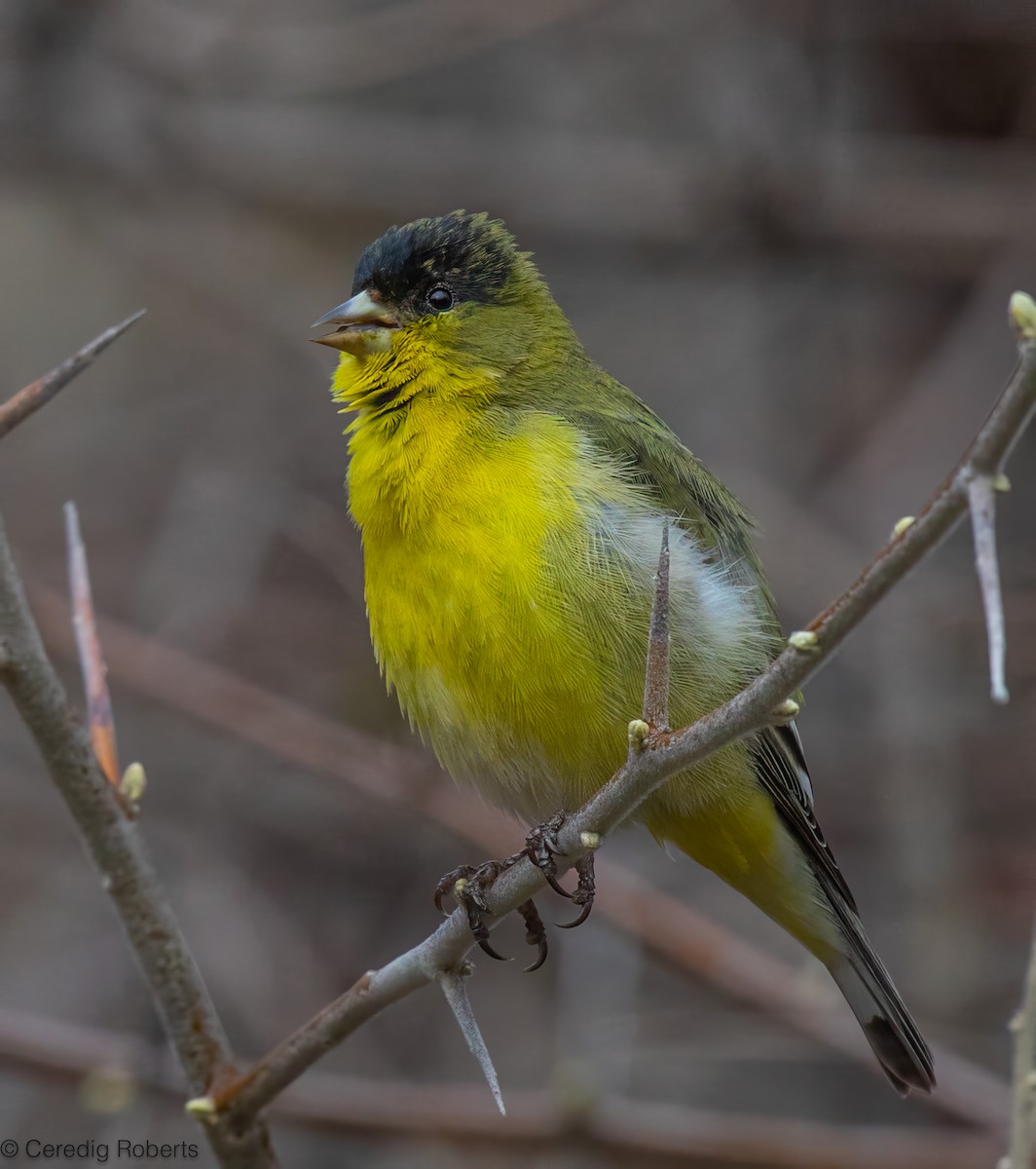 Chardonneret mineur - ML652332915