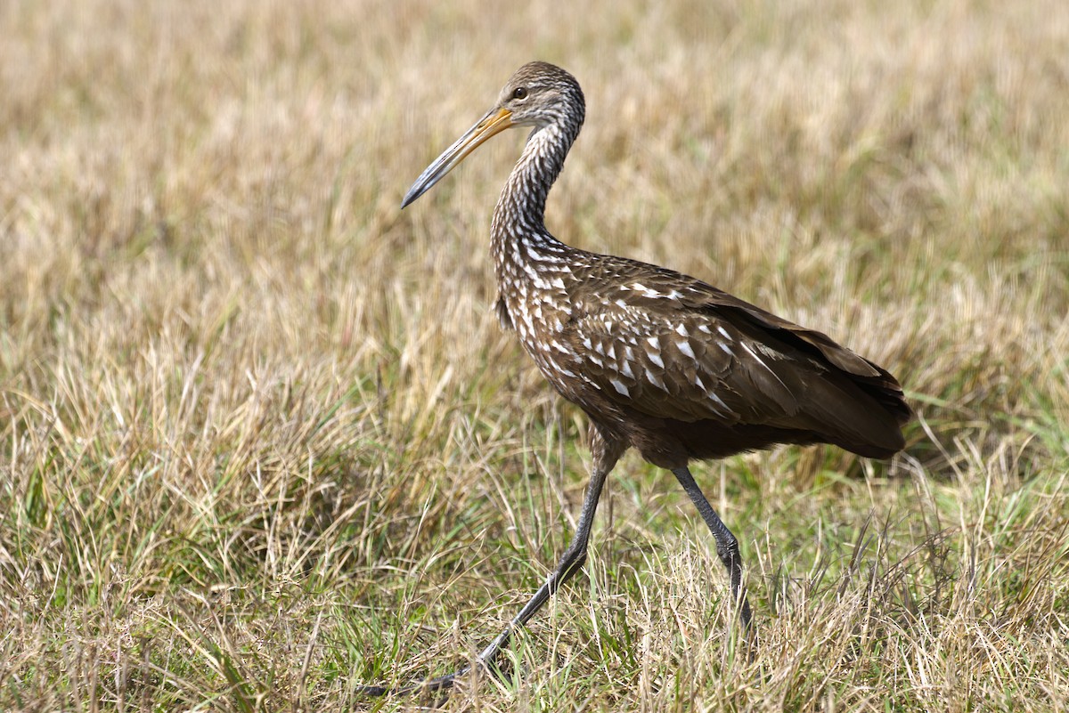 Limpkin - ML652332917