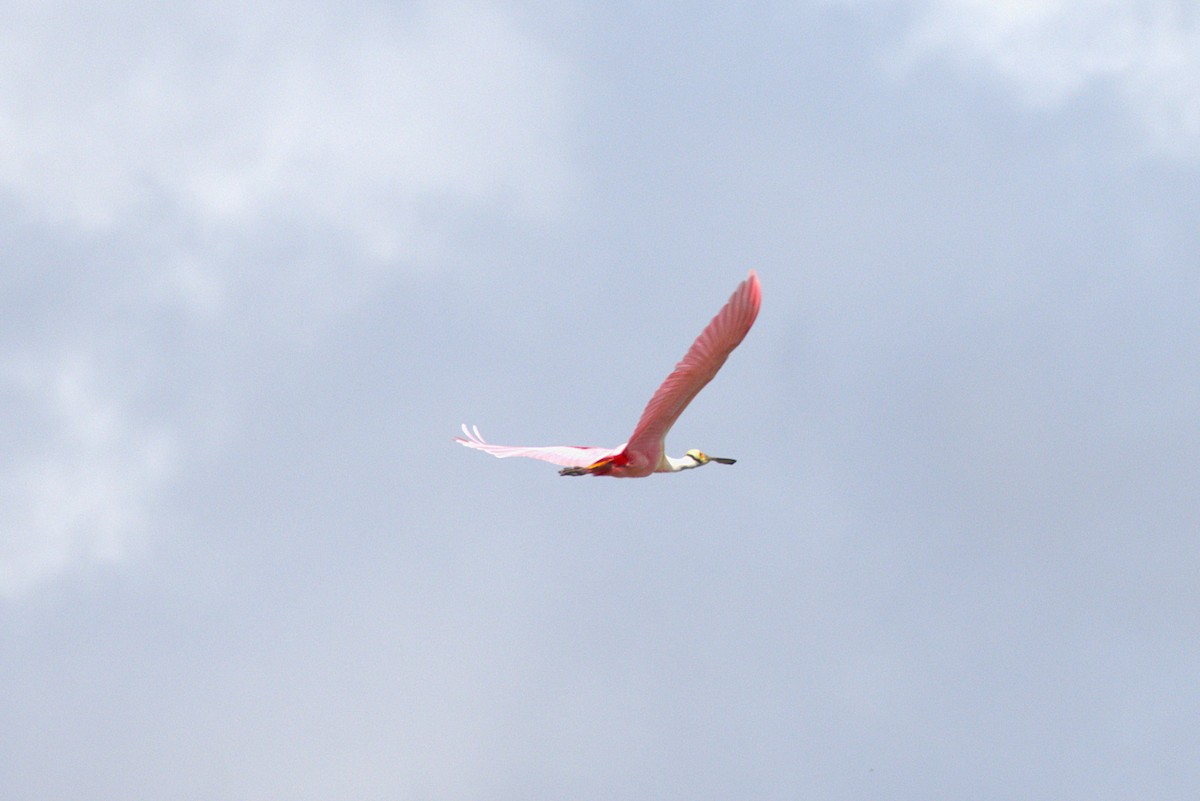Roseate Spoonbill - ML652332939