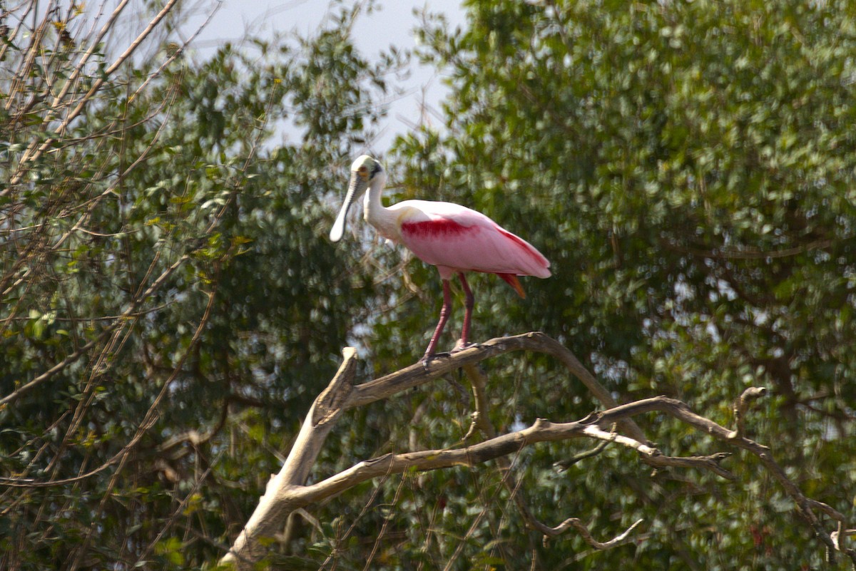 Roseate Spoonbill - ML652332940