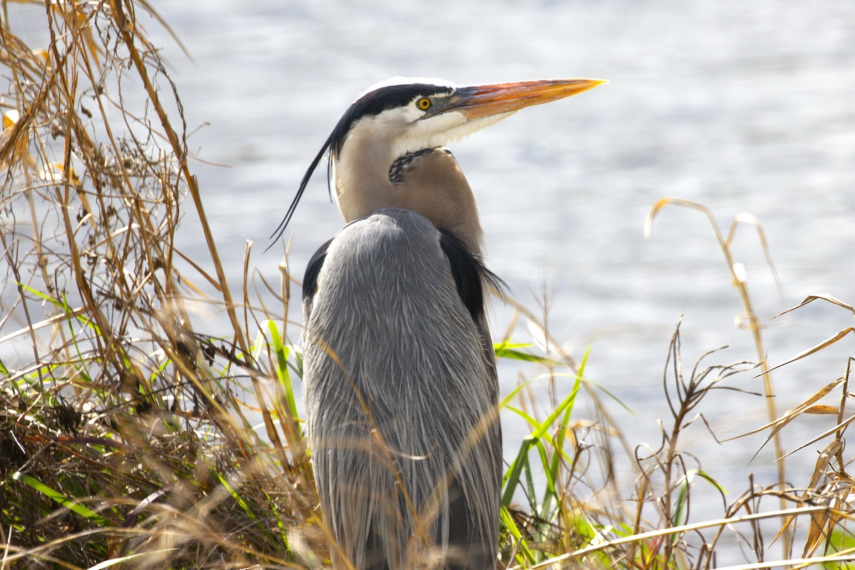 Great Blue Heron - ML652332961