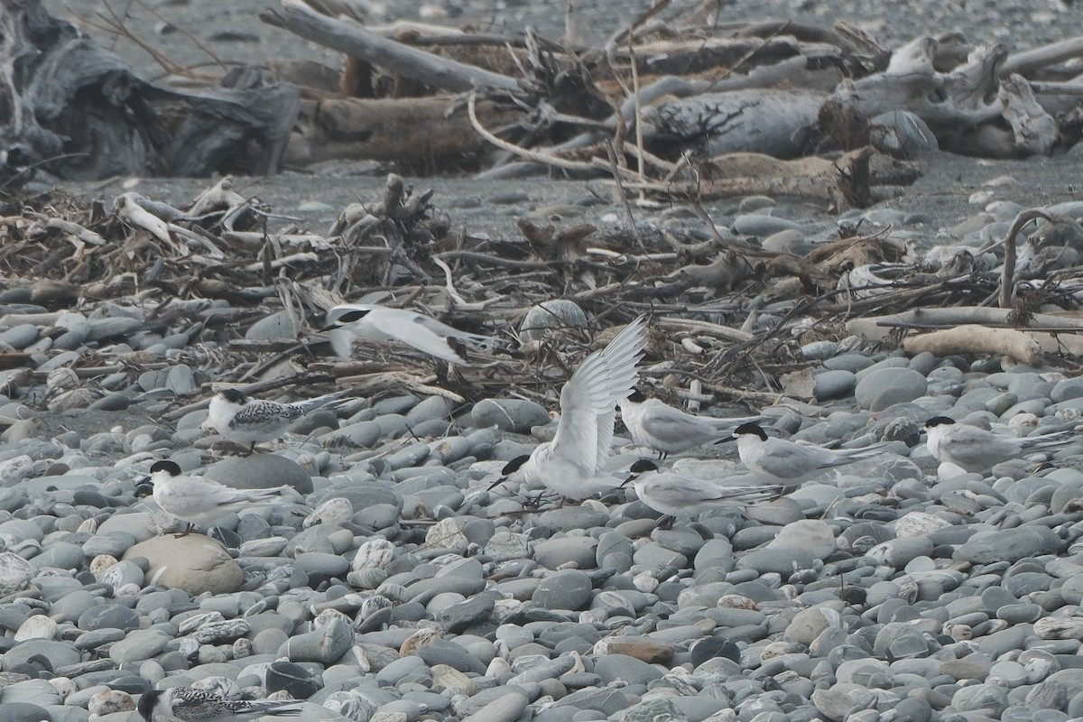 White-fronted Tern - ML652333021
