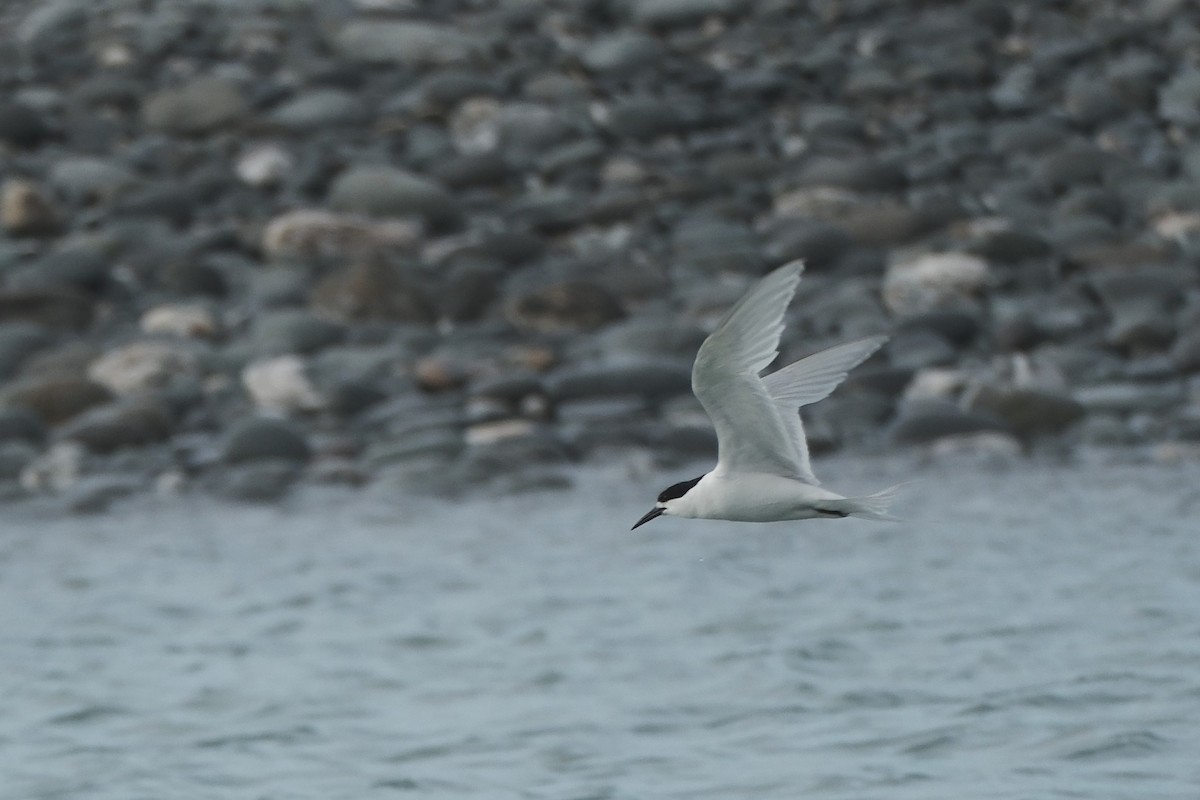 White-fronted Tern - ML652333022