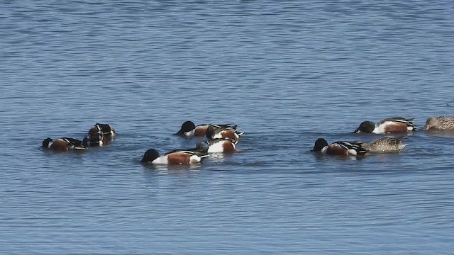 lžičák pestrý - ML652333082