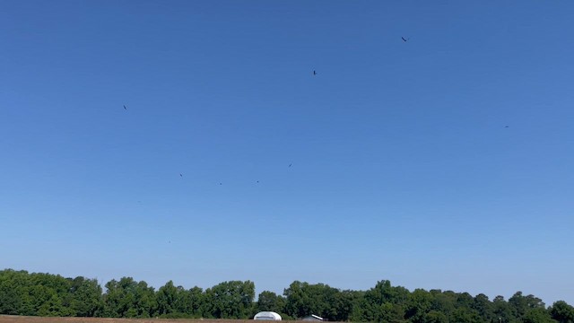 Milan du Mississippi - ML652333243