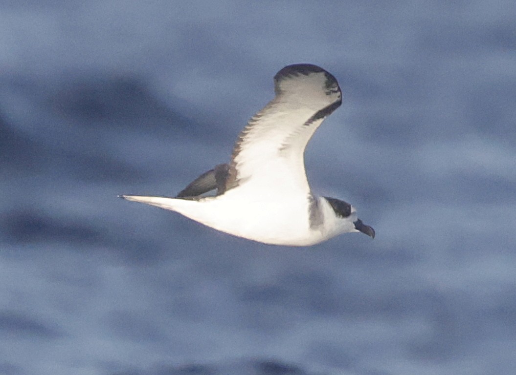 Pétrel à col blanc - ML652333290