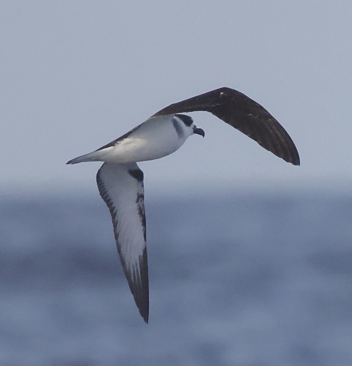 Pétrel à col blanc - ML652333291
