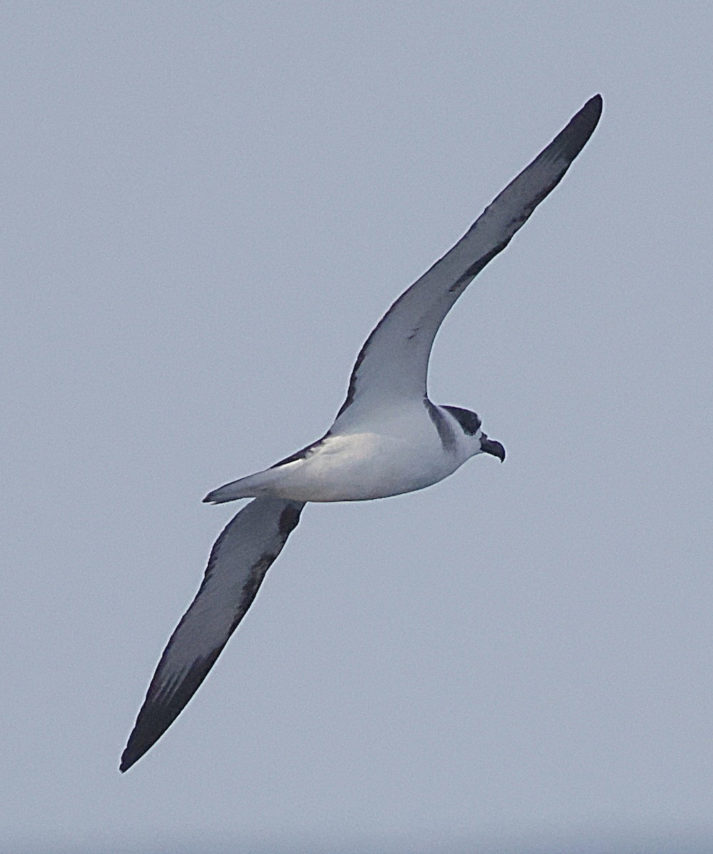 Pétrel à col blanc - ML652333292