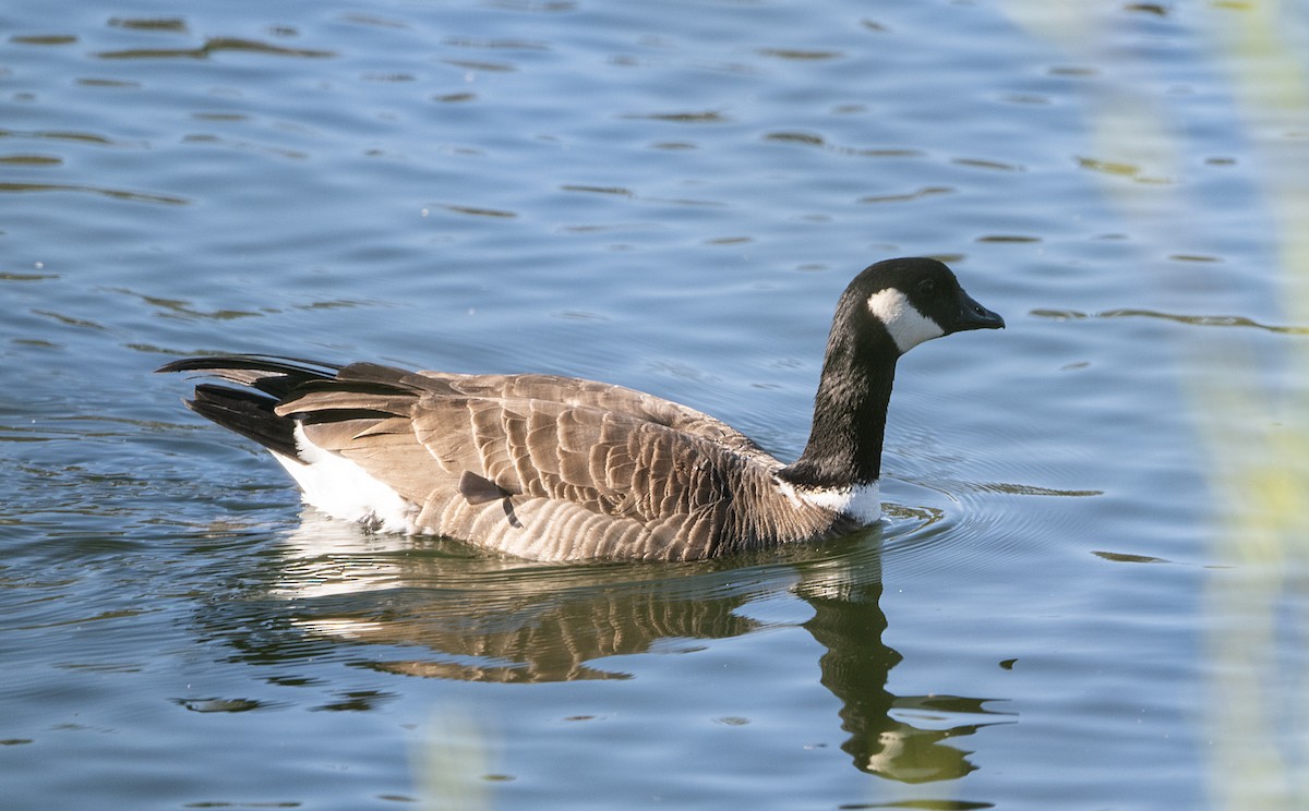 Харлаг галуу - ML652333429