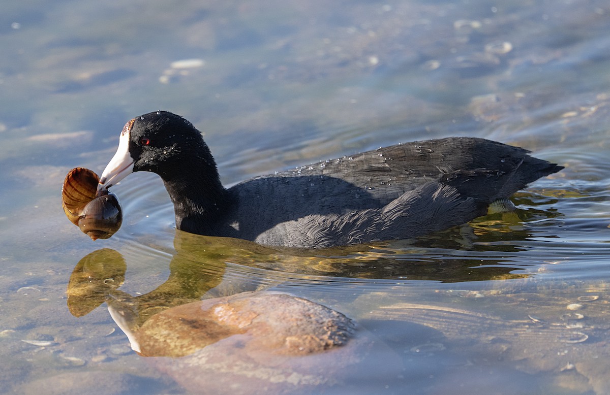 American Coot - ML652333463