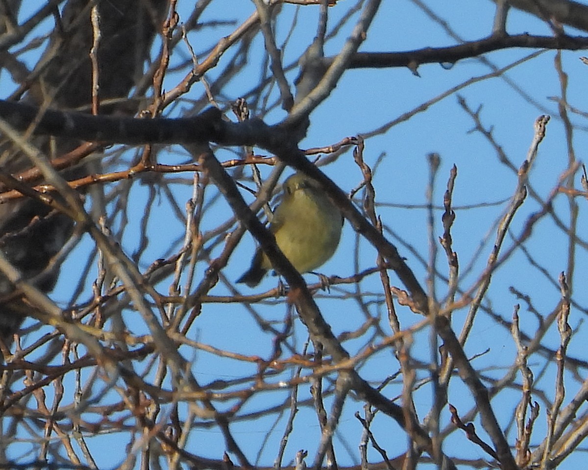 Ruby-crowned Kinglet - ML652333464