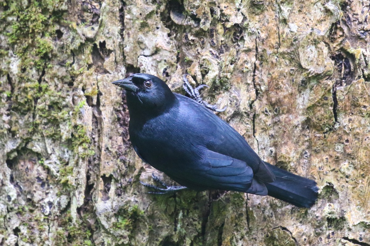 Jamaican Blackbird - ML652333478