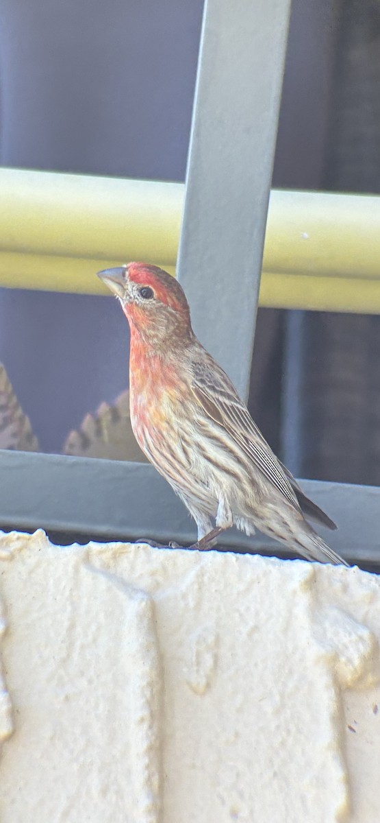 Burugorri arrunta - ML652333871