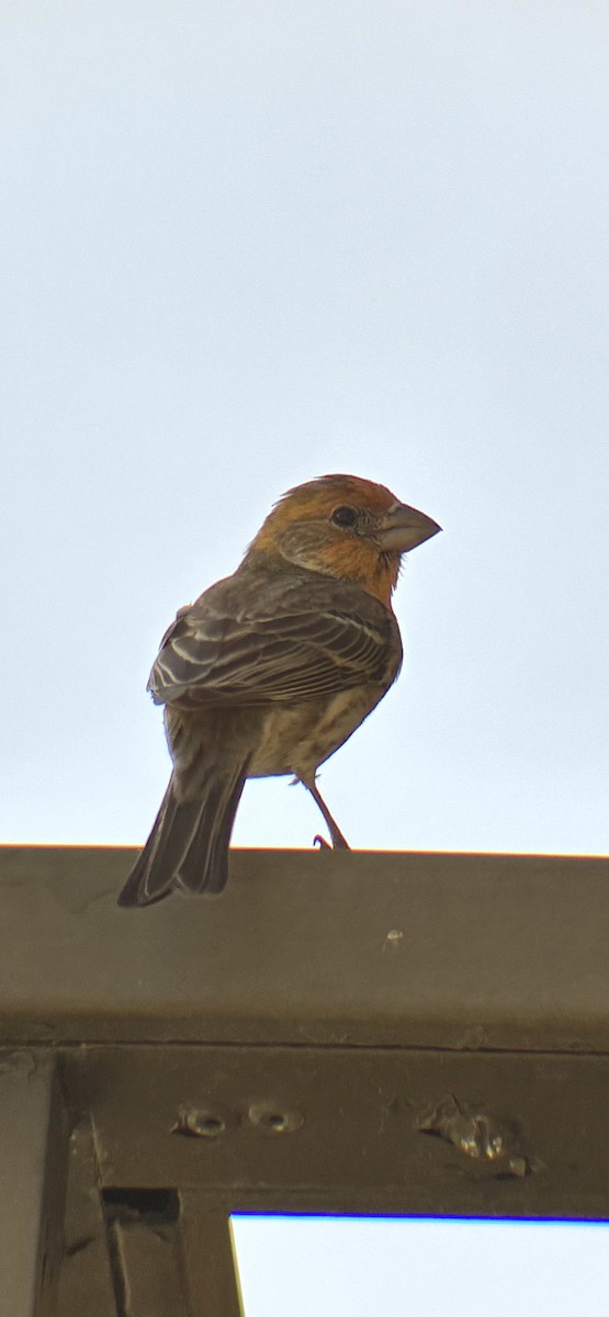 Burugorri arrunta - ML652333872