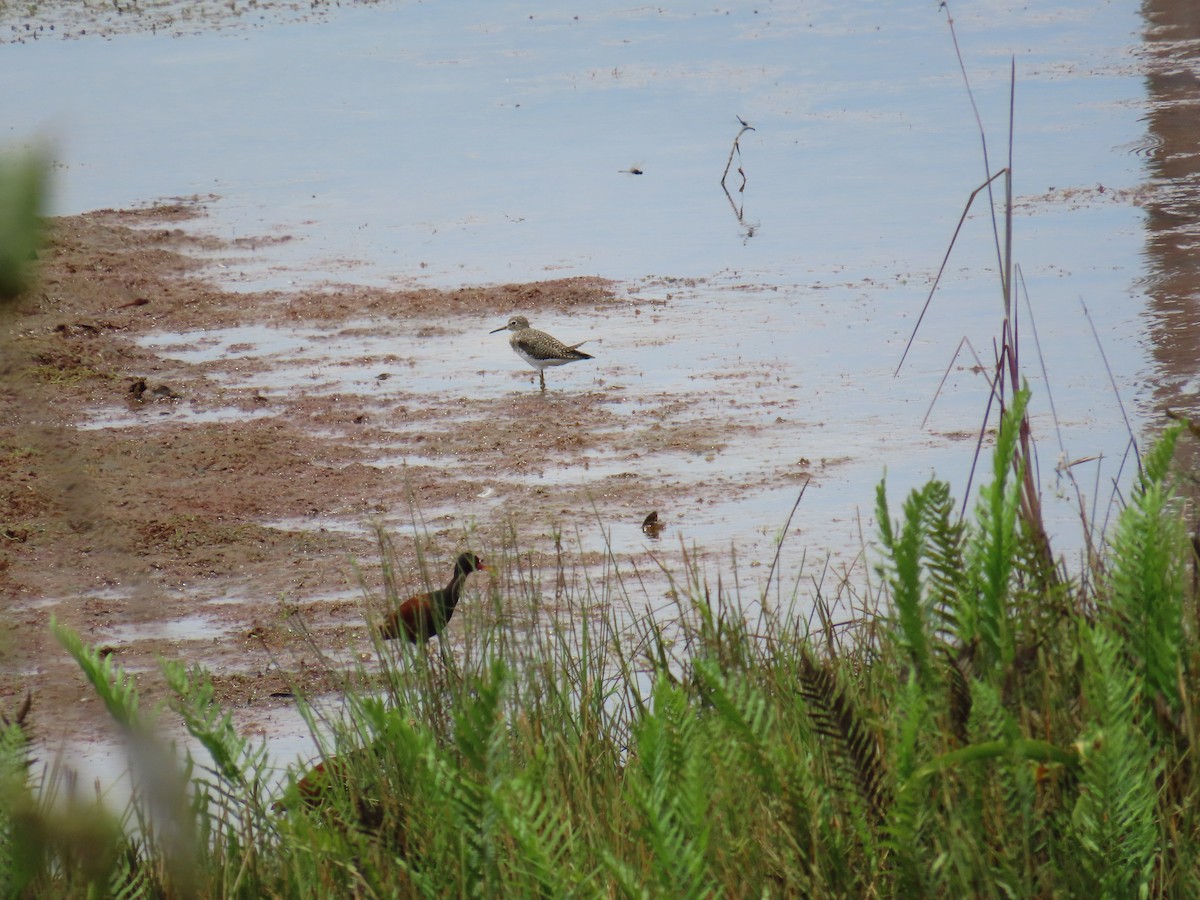 Solitary Sandpiper - ML652334020
