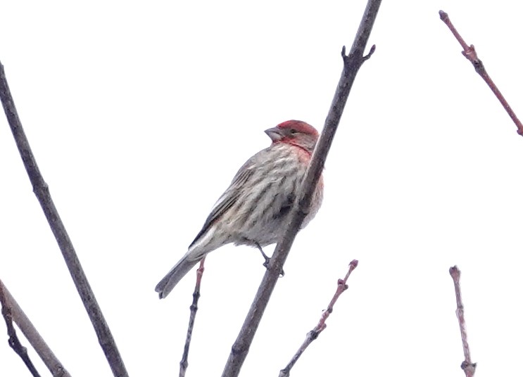 Burugorri arrunta - ML652334040