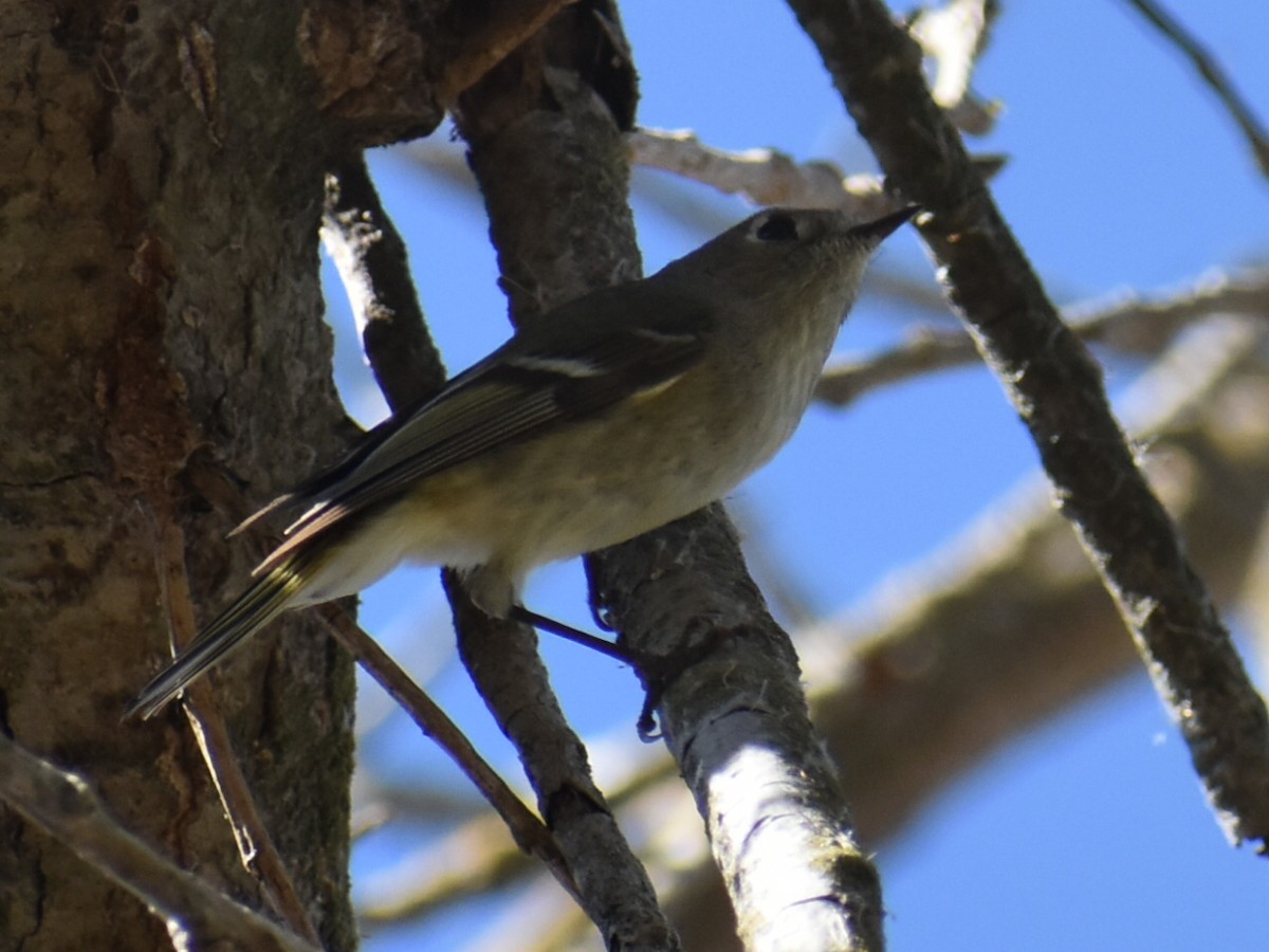 Ruby-crowned Kinglet - ML652334061