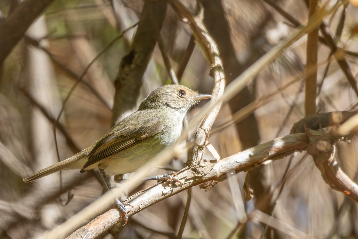 Fulvous-crowned Scrub-Tyrant - ML652334243