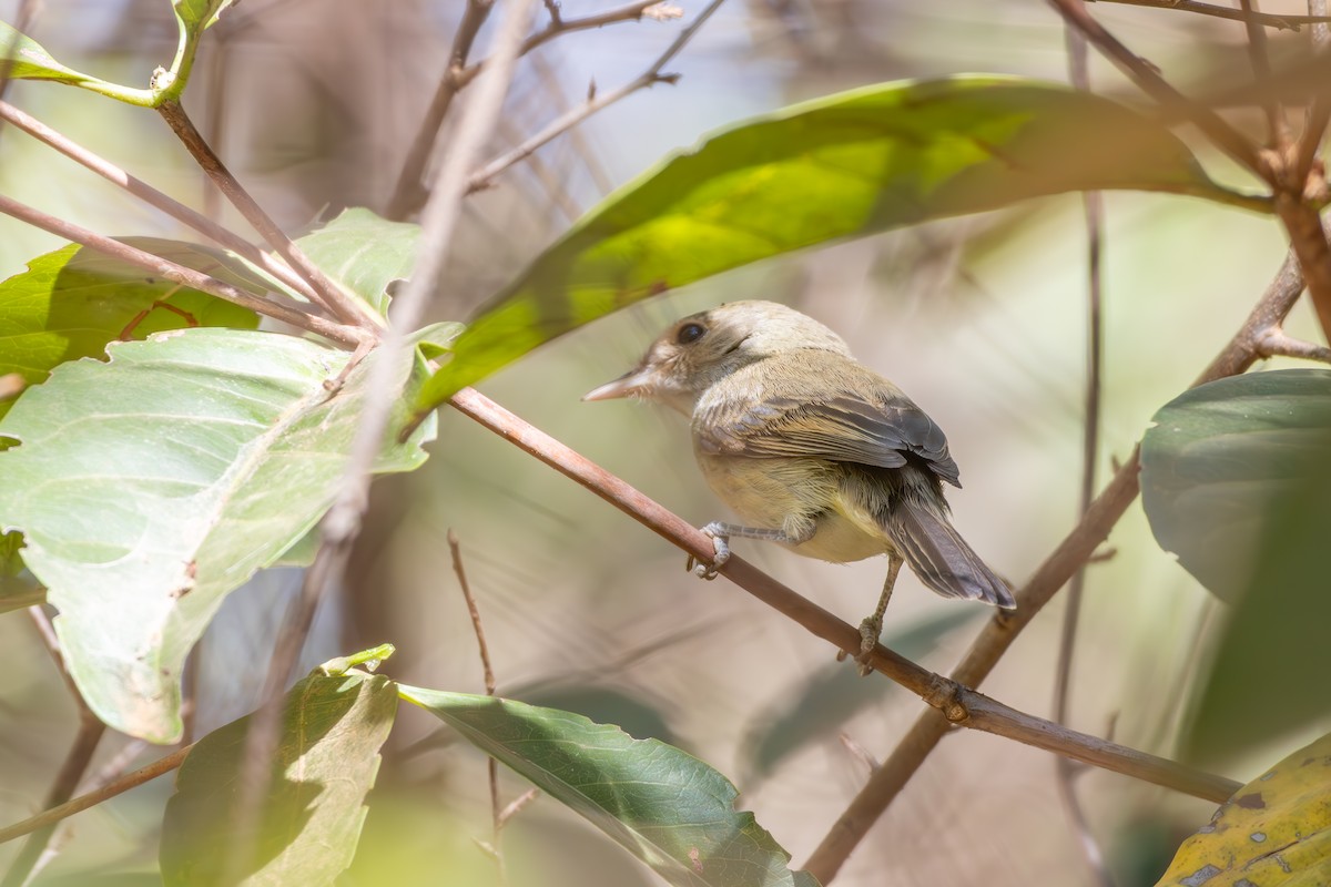 Fulvous-crowned Scrub-Tyrant - ML652334244