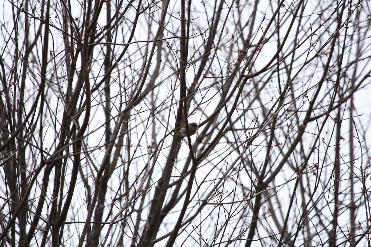 Ruby-crowned Kinglet - ML65233431
